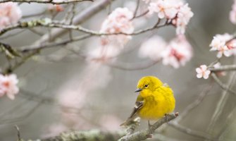 Promjenljivo oblačno, poslijepodne mjestimično kiša, pljuskovi i grmljavina