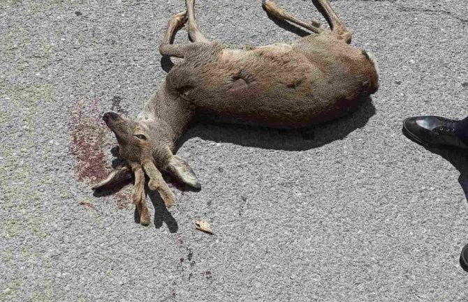 Kolašin: Vozač nehotično usmrtio srndaća