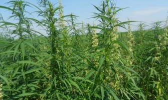 Ipak se na Cetinju neće proizvoditi industrijska konoplja