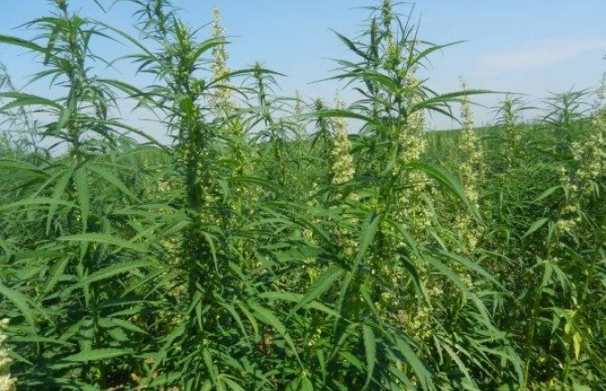 Ipak se na Cetinju neće proizvoditi industrijska konoplja