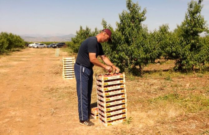 Počela berba breskve na Plantažama
