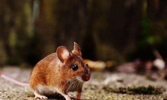 Troje oboljelo od mišje groznice u CG