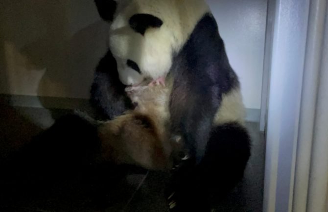 Panda blizanci nova atrakcija zoo vrta u Tokiju