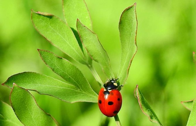 Sunčano i veoma toplo, poslijepodne ponegdje kiša