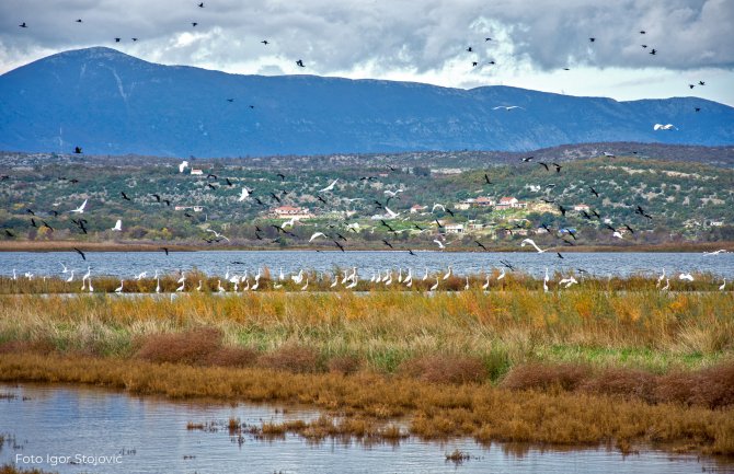 Riješeno pitanje vlasništva Ulcinjske solane je pobjeda za prirodu