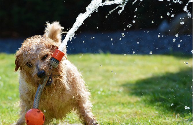 Hitno upozorenje na vrućinu: Nezaštićene životinje u opasnosti od toplotnog udara
