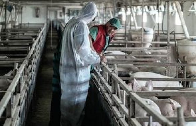 EFSA: Afrička kuga svinja može imati pogubne posljedice