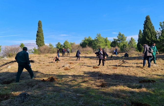 Glavni grad organizuje masovnu akciju pošumljavanja Gorice