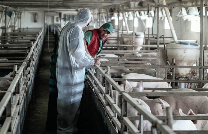 Crna Gora i dalje bez afričke kuge svinja