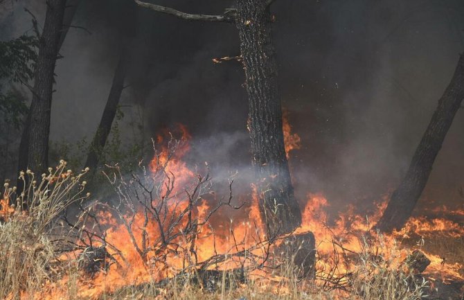 Janković: Podgorici potreban registar piromana