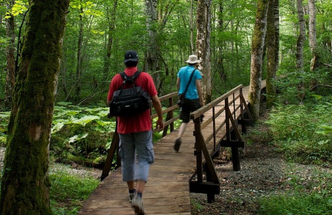 Zbog olujnog vjetra zatvoren NP Biogradska gora