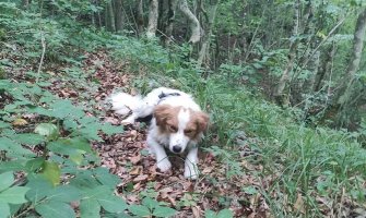 Njemački turisti u kanjonu Tare pronašli povrijeđeno štene pa odlučili da mu podare dom 