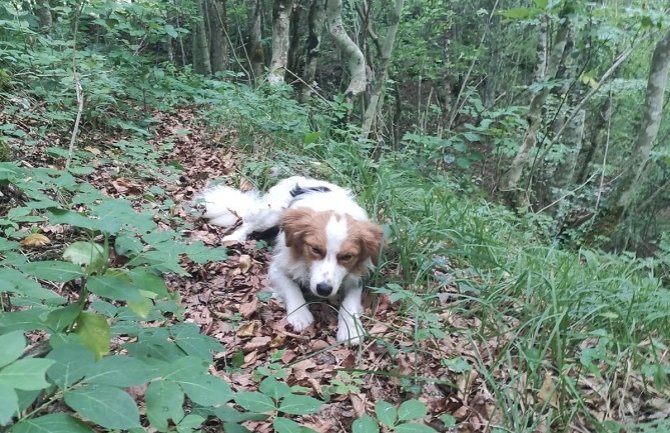 Njemački turisti u kanjonu Tare pronašli povrijeđeno štene pa odlučili da mu podare dom 