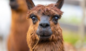 Britanija: Zaražena alpaka osuđena na smrt 