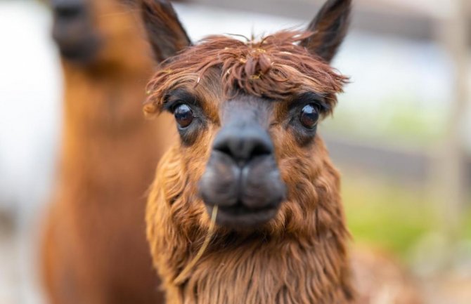 Britanija: Zaražena alpaka osuđena na smrt 