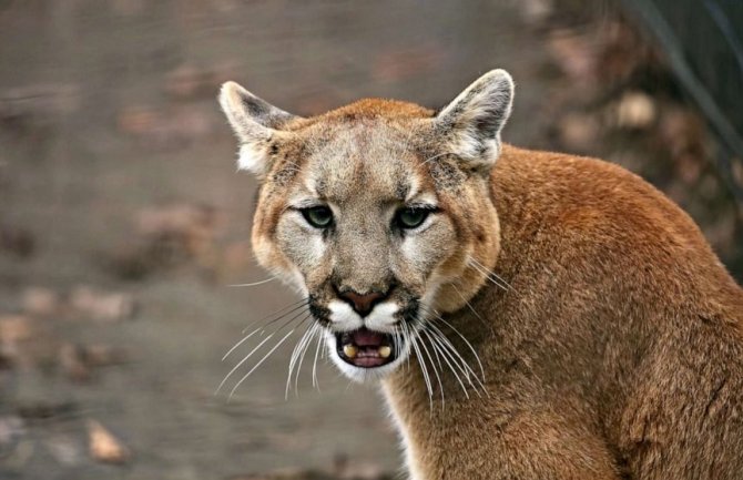 Puma napala dječaka, hrabra majka uspjela da ga spasi