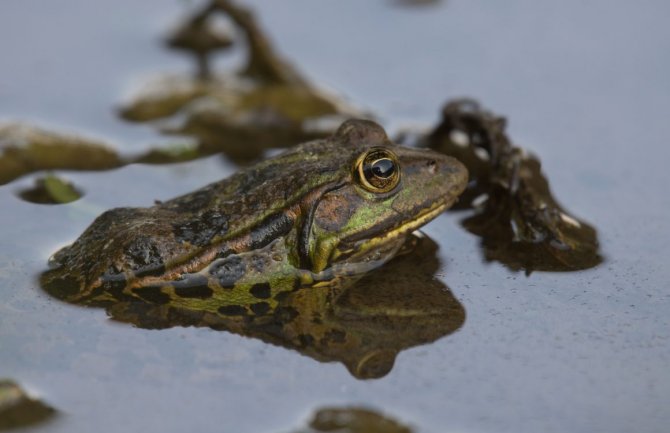 Skadarska žaba zabilježena na 18 novih lokacija duž obale Skadarskog jezera