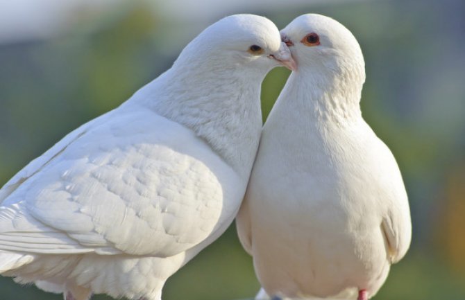 Promjenljivo oblačno, do 30 stepeni