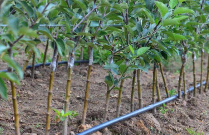 Preko 50% bespovratne podrške za investicije u biljnoj proizvodnji