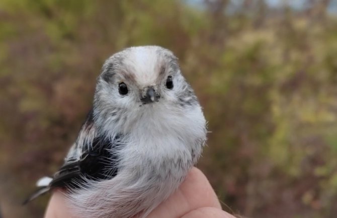 Novi rekord na ovogodišnjem prstenovanju ptica na Marezi 