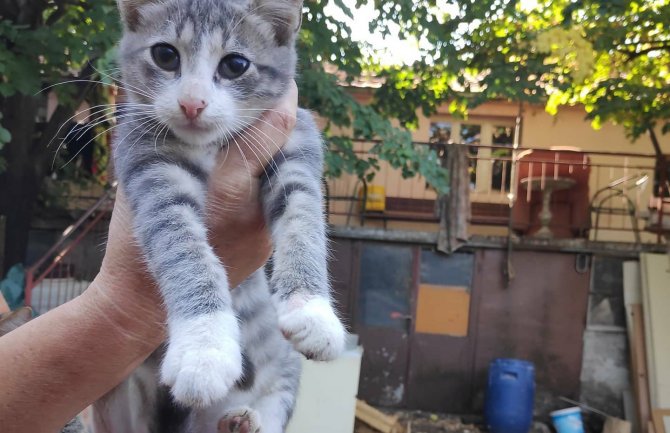 NVO sPas pozvala Bratić da udomi mačku