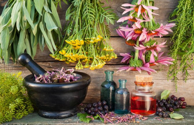 Ako sami sušite ljekovito bilje za čaj ova pravila morate znati!