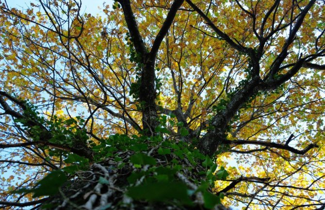 CDE: Hrastovi pored puta se  moraju sačuvati 