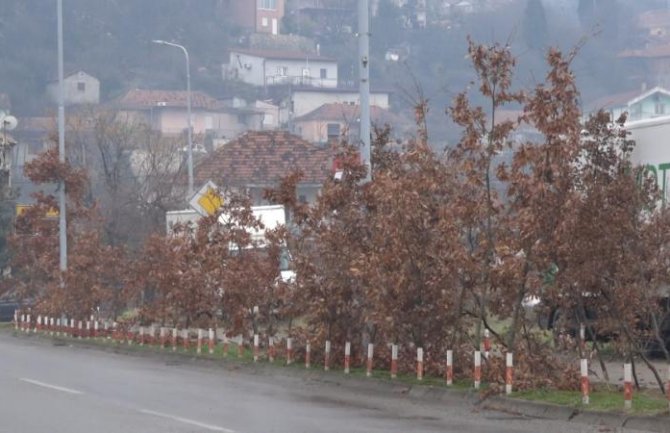 U susret Božiću počela prodaja Badnjaka