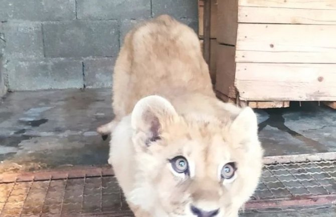 Uskoro adekvatniji smještaj za mladunče lava