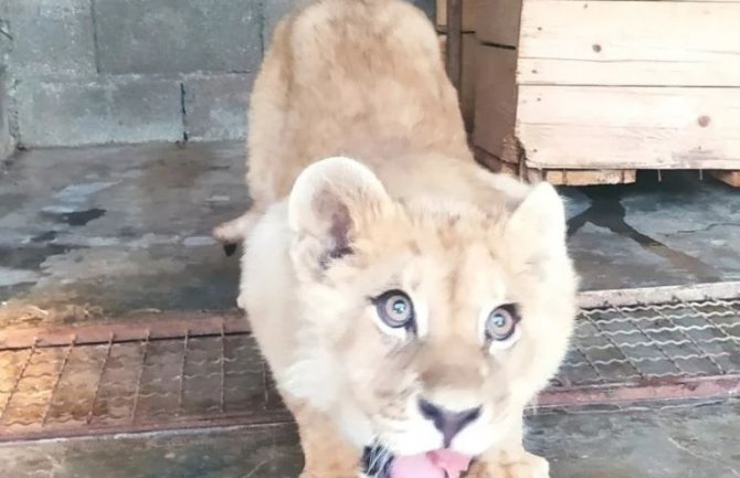 Mladunče lava vakcinisano, pregledali ga specijalisti iz Njemačke i Holandije, ne ostaje u CG