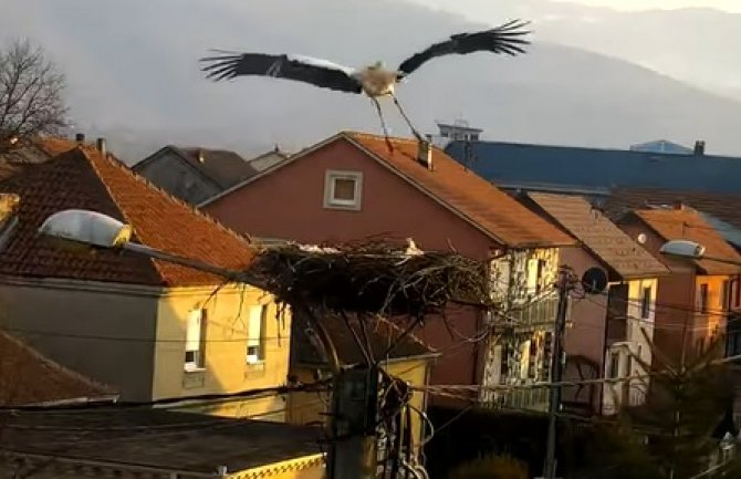  Perko stigao u Berane, poranio da dočeka dragu (Video)