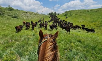 Fotografije koje će vas oduševiti: Tradicionalna ljetnja selidba na planinu