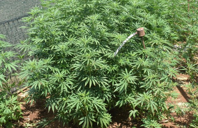 NK: Otkriveni zasadi marihuane, uhapšen 53-godišnjak