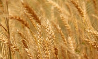 Iz Ukrajine za nedjelju dana otpremljeno 305.000 tona žitarica