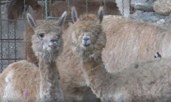 Beranski zoo vrt na čekanju osam godina