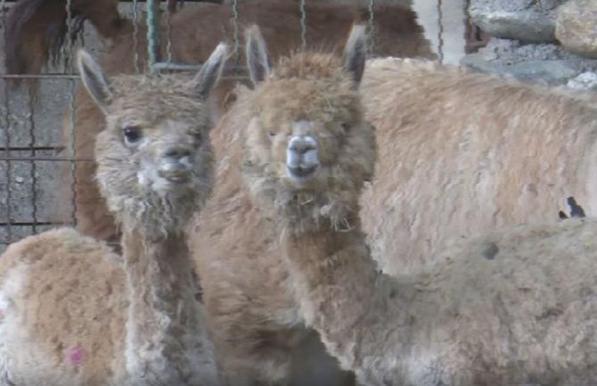 Beranski zoo vrt na čekanju osam godina