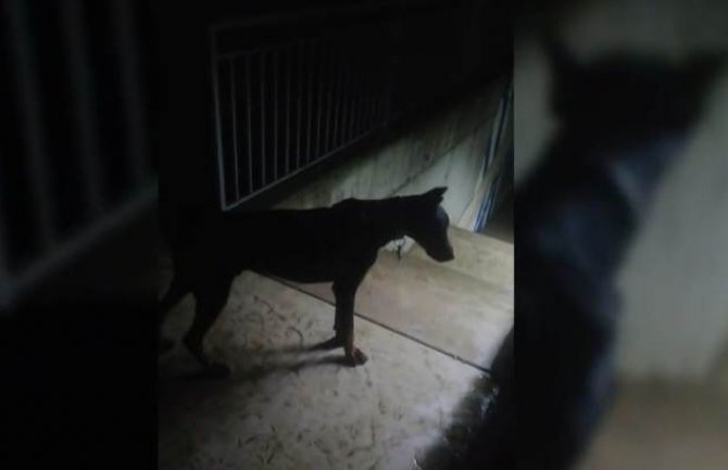 Podgorica: Doberman i dalje slobodno šeta gradom, vlasnik nepoznat