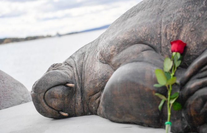 U Norveškoj danas otkrivena skulptura morža Freje