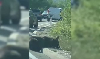 Povrijeđeni medvjed ostavljen pored puta