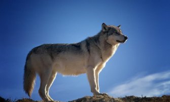 Šefica EK upozorila na realnu opasnost od vukova