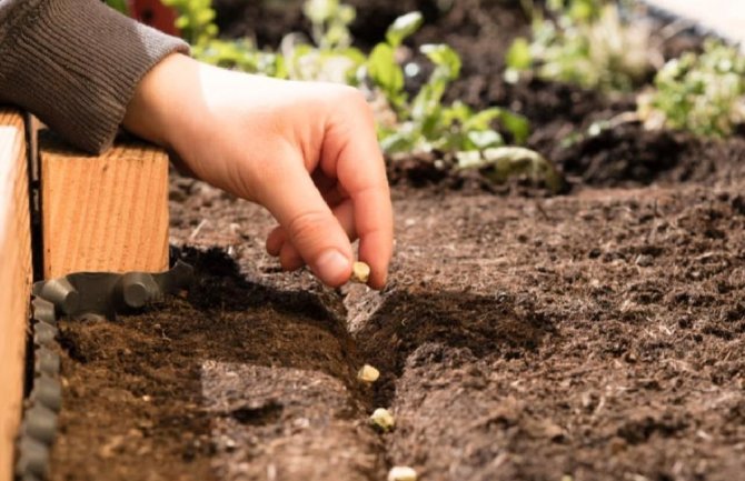 Šta sijati u oktobru da nikne na proljeće ili ljeto