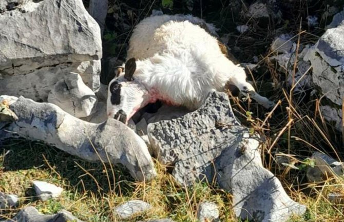 Vukovi desetkovali stado Nikšićanina