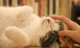 Dodir ovog kućnog ljubimca pozitivno utiče na cirkulaciju krvi i podstiče regeneraciju tkiva