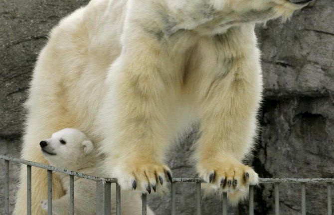 Polarni medvjedi u opasnosti zbog topljenja leda na Arktiku