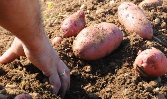 U sektoru poljoprivrede radi manje od jedan odsto ukupno zapošljenih