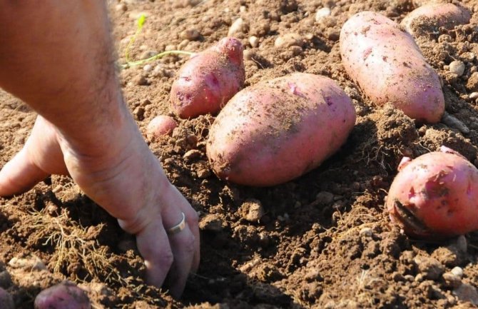 U sektoru poljoprivrede radi manje od jedan odsto ukupno zapošljenih