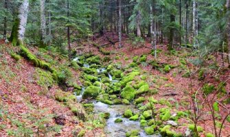 NP Biogradska gora otvoren za posjetioce