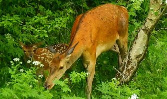  Košuta i mladunče u parku Biogradska gora