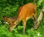  Košuta i mladunče u parku Biogradska gora