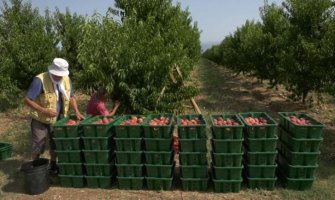 BERAČI ZARADE U PROSJEKU 25-30 EURA DNEVNO: Evo kakvi su uslovi u “Plantažama” i koliko se plaća za ubranu gajbu